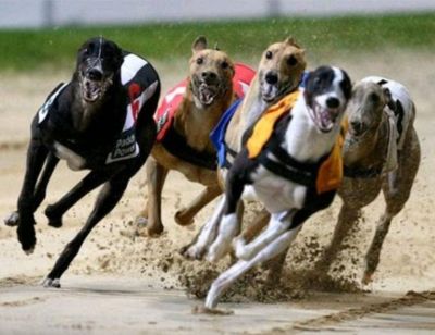 Legislatura: presentan proyecto para prohibir las carreras de perros