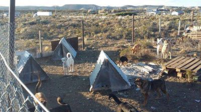 Metaleros piden ayuda para sostener un refugio de mascotas