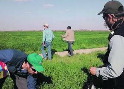 Abonos verdes invernales, para luego cultivar chacras
