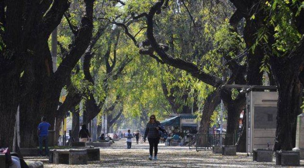 Mendoza perdi� el 30% de sus �rboles