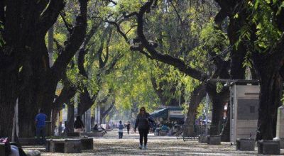 Mendoza perdi� el 30% de sus �rboles