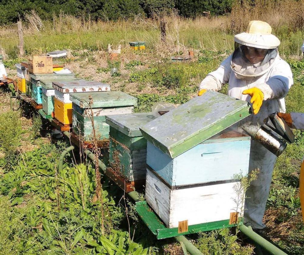 MIRAMAR: El valor de la miel sigue estando muy por debajo de lo esperado