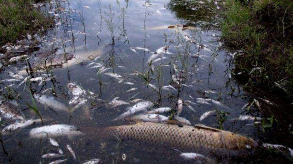 Preocupa en Crdoba la misteriosa muerte de peces en Calamuchita
