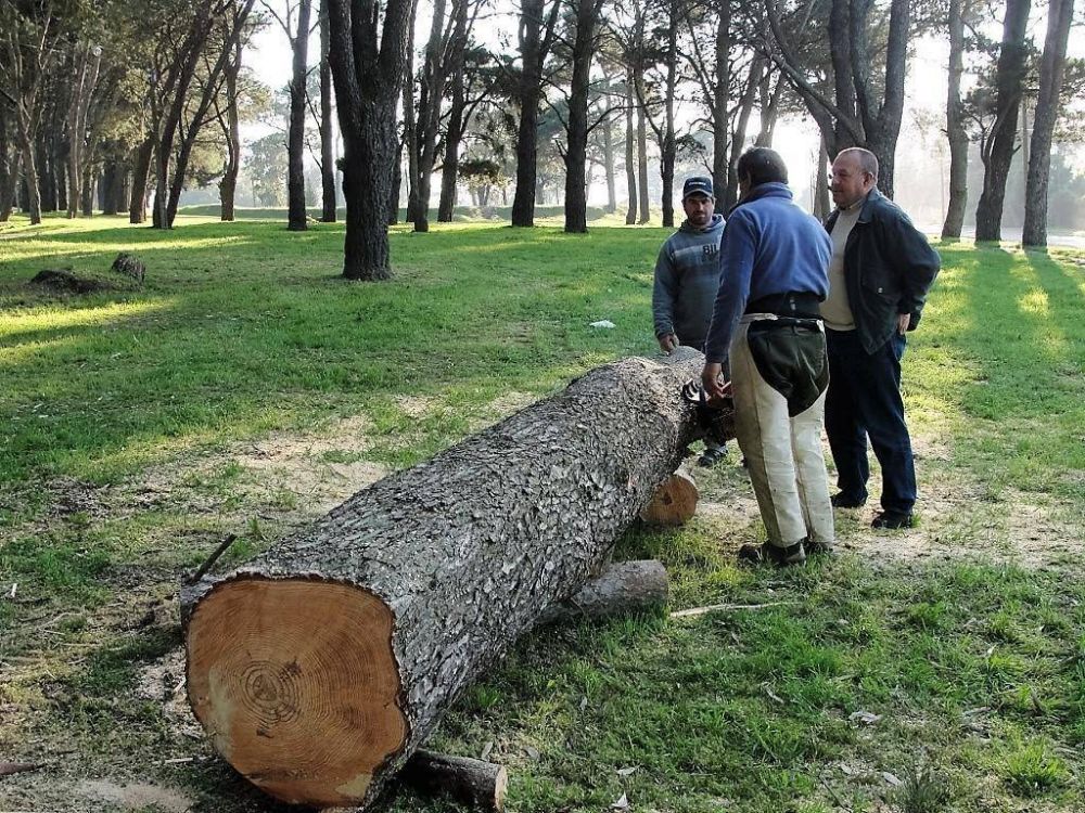 Preocupa a las autoridades la ca�da de �rboles en el principal paseo de la ciudad