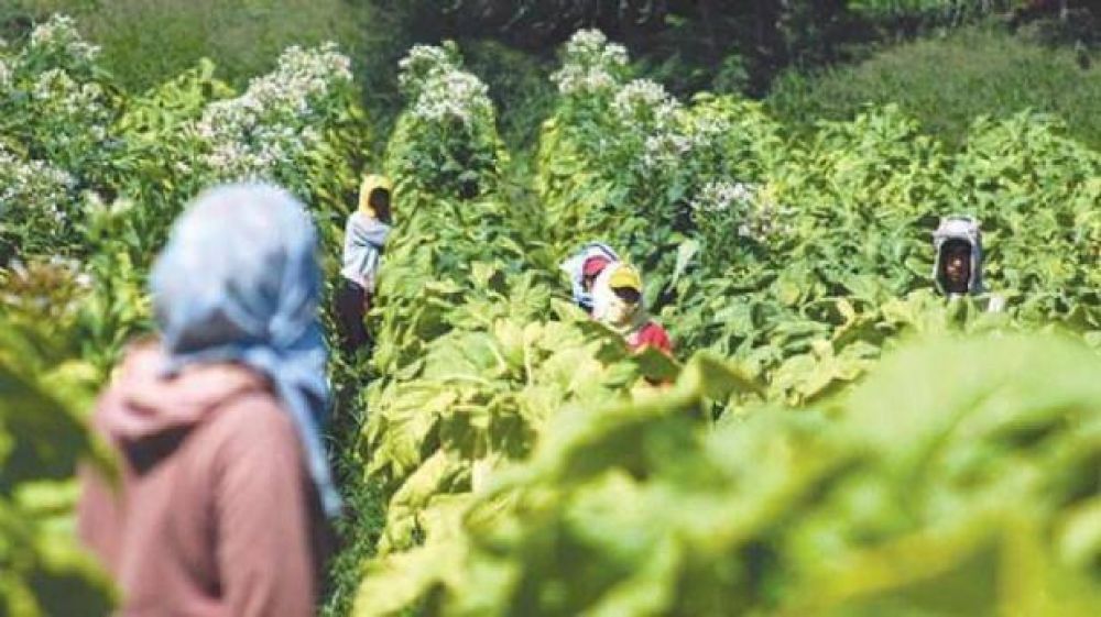 FET: complicada situacin para los productores tabacaleros