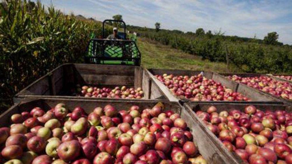Sacar la fruta del Alto Valle es cada vez m�s caro