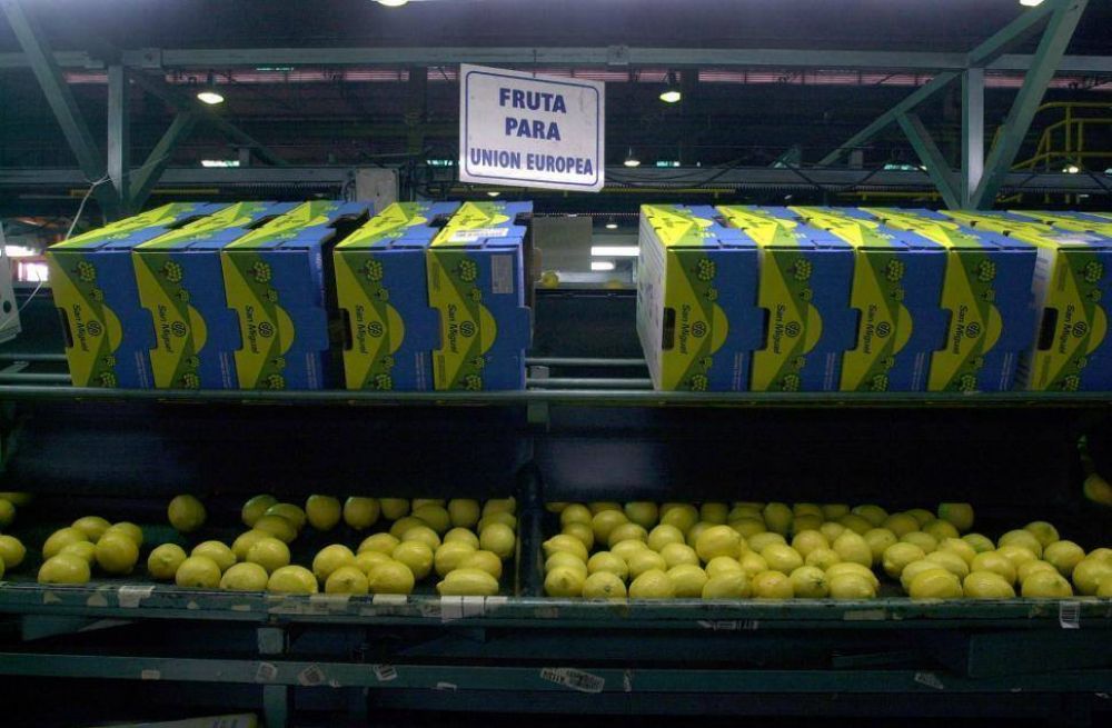 Aumentaron las exportaciones de limones