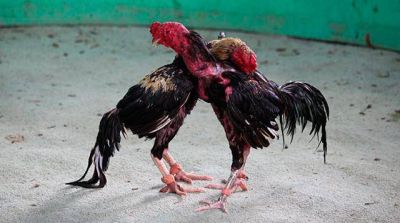 Denuncian que en barrios perif�ricos se realizan �ri�as� de gallos y perros por dinero