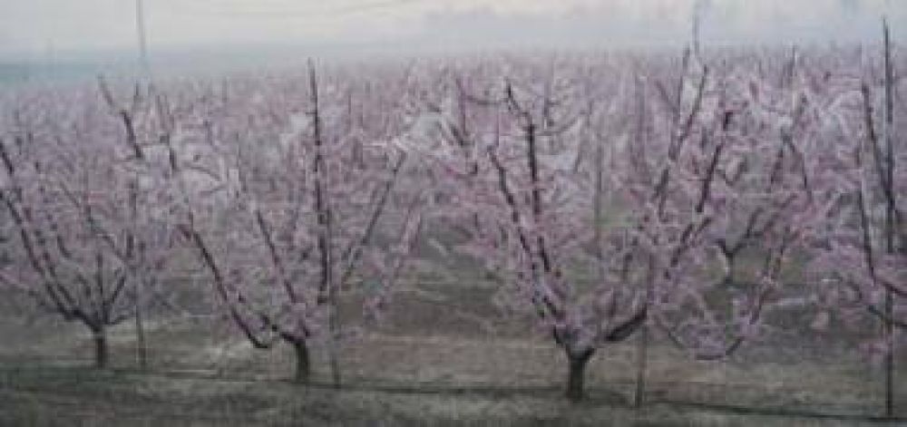 Graves da�os causaron las heladas en cultivos florecido