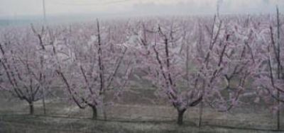 Graves da�os causaron las heladas en cultivos florecido