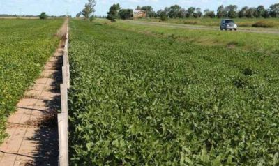 �Por qu� en Baradero se dejaron de alquilar las banquinas para cultivo?
