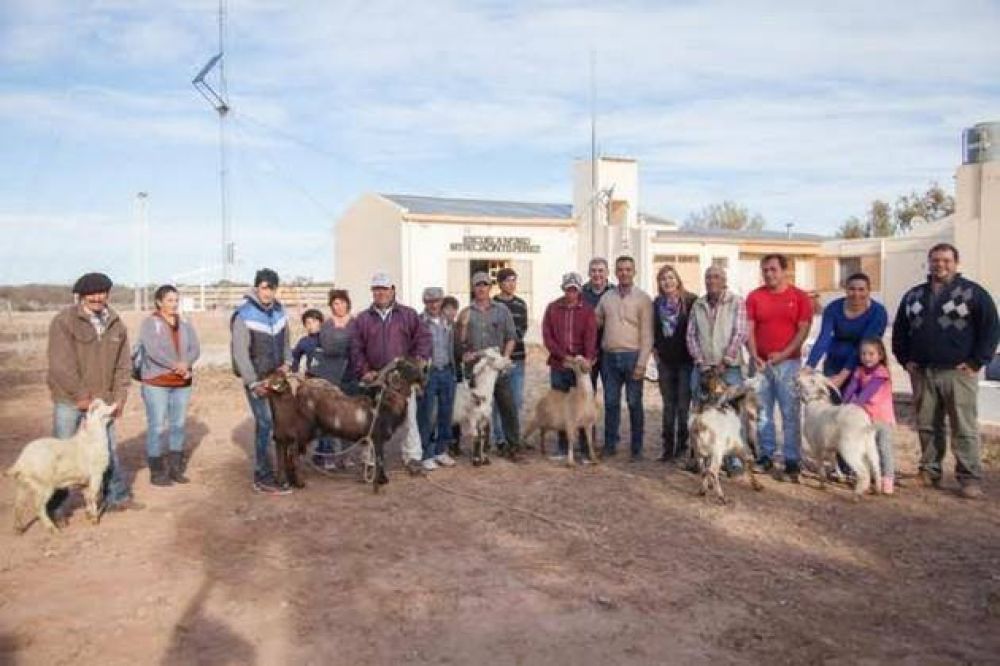 Desarrollo productivo: entregaron caprinos a productores del Departamento Belgrano