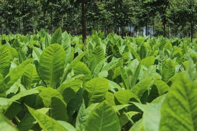 Este martes abonar�n 50 millones a tabacaleros