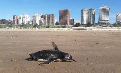 Comenzaron a armar las carpas en Playa Grande