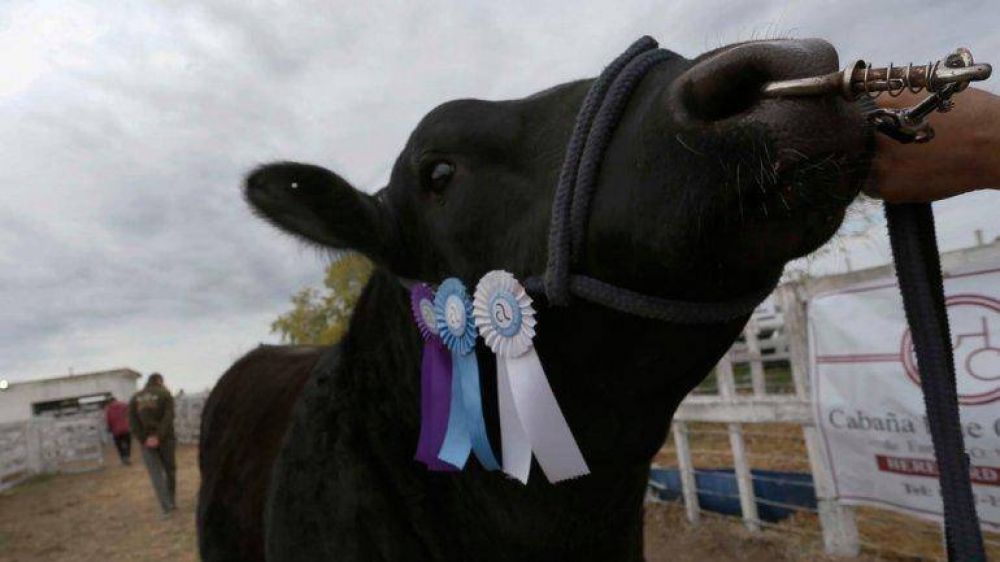Weretilneck destac� el crecimiento de la ganader�a bovina en R�o Negro