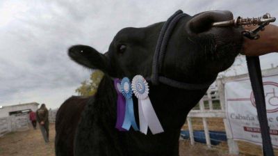 Weretilneck destac� el crecimiento de la ganader�a bovina en R�o Negro