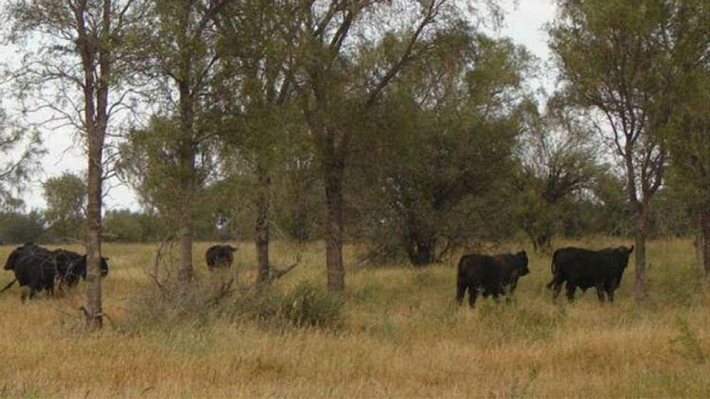 Córdoba tendrá su propio plan de manejo de bosques con ganadería integrada
