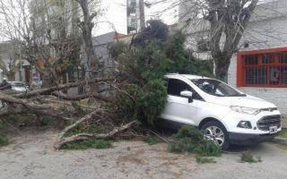 Molina supervis� la remoci�n de un �rbol que cay� en Quilmes