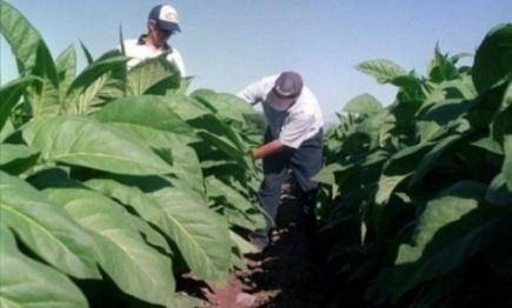 Hoy abonan ms de 52 millones de pesos a ms de 13 mil productores tabacaleros