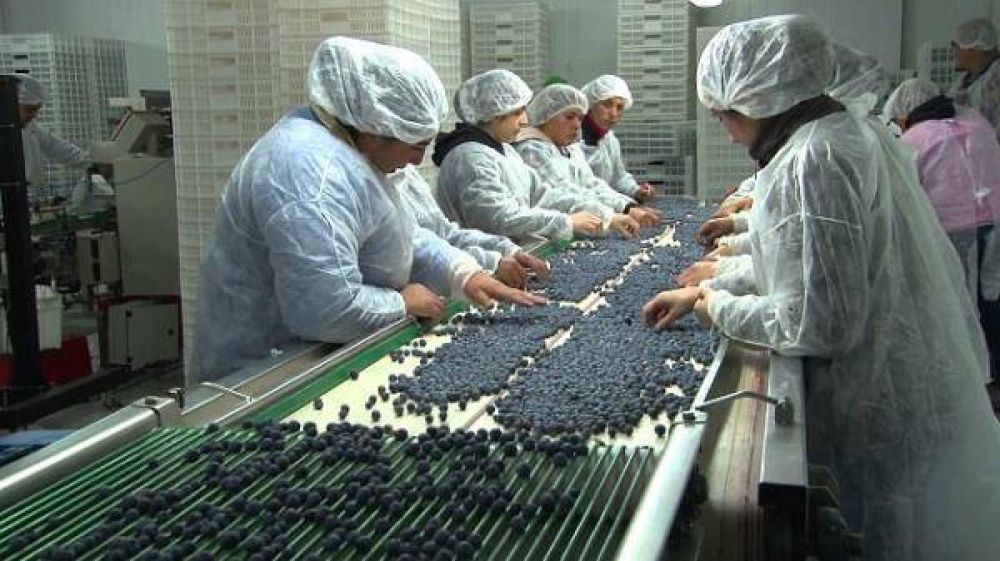Tucum�n comienza a preparar la exportaci�n de ar�ndanos