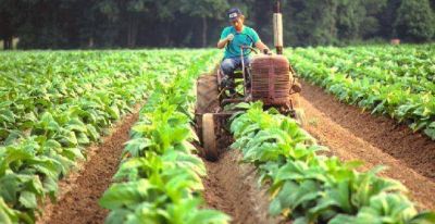 Tabaco Criollo Misionero: hoy pagan m�s de 500 mil pesos