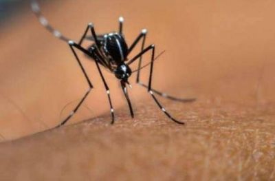 Comenz� la campa�a contra el dengue en Capital y Rosario de Lerma