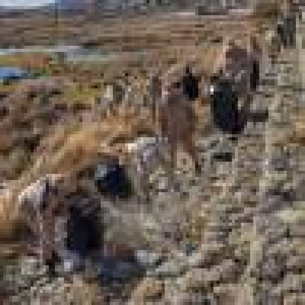 El Calafate se sum� al D�a Internacional de Limpieza de Costas