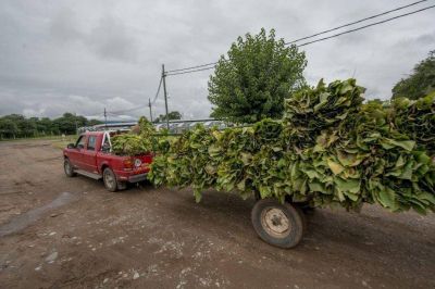 Subieron las exportaciones de Salta, pero sin industrializar