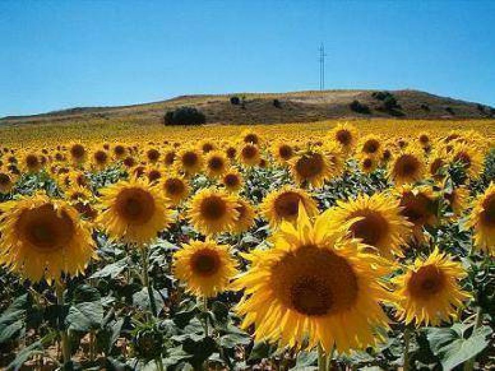 Comenz� la siembra de girasol en la provincia 