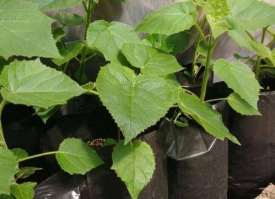 San Luis produce m�s de 100 mil plantas paulownia