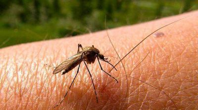 �Est�n las condiciones medioambientales para que el dengue se quede en la ciudad�