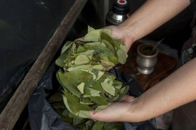 La hoja de coca no para de subir y pas� el 50%