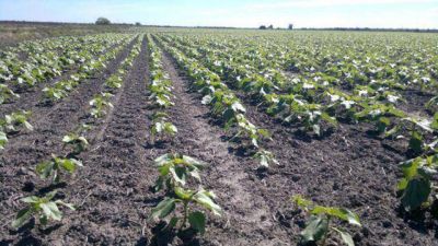 Chaco supera las expectativas por el girasol con 430.000 hect�reas sembradas
