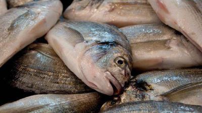 El mi�rcoles, como protesta, regalar�n pescado en el Puerto