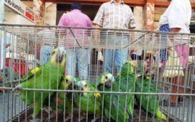 Confirman caso de psitacosis en Coronel Su�rez: Qu� es y c�mo prevenir