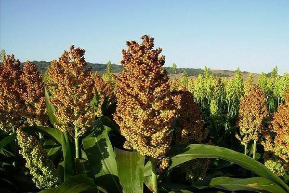 Prev�n un aumento de la siembra de sorgo en Entre R�os 