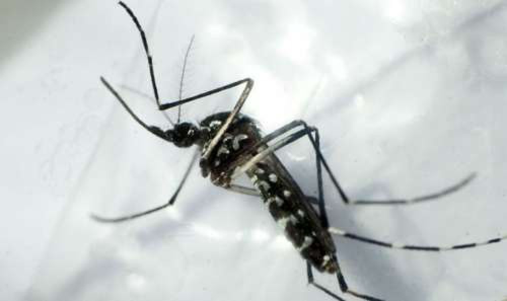 Pedido de informe por la campaa contra el dengue en Salta
