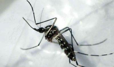 Pedido de informe por la campa�a contra el dengue en Salta
