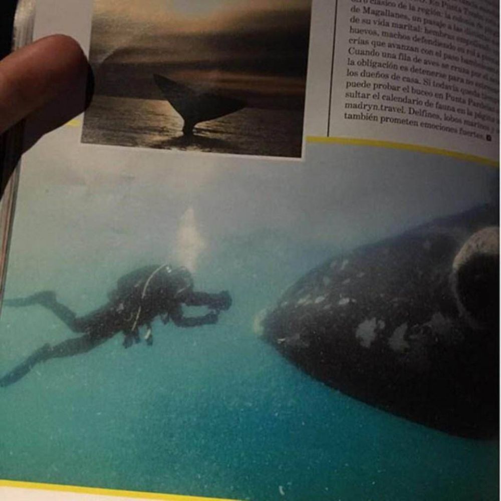 Diputados piden que Aerol�neas deje de promocionar el buceo con ballenas en Chubut