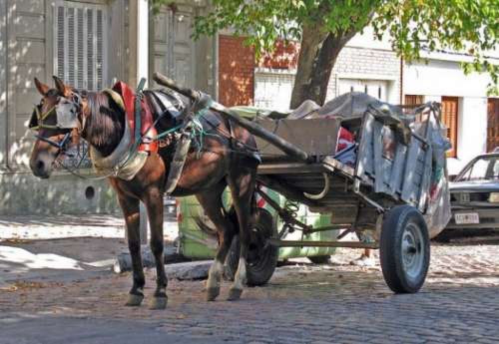 La tracci�n a sangre, bajo la lupa: buscan censar a los caballos en Salta