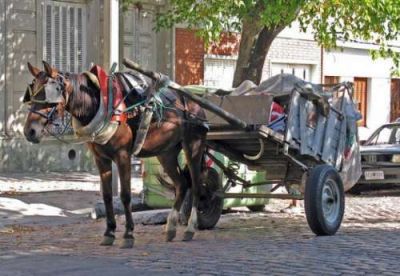 La tracci�n a sangre, bajo la lupa: buscan censar a los caballos en Salta