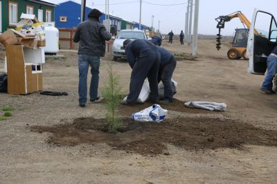 Realizan trabajos de forestaci�n en el barrio del Bicentenario