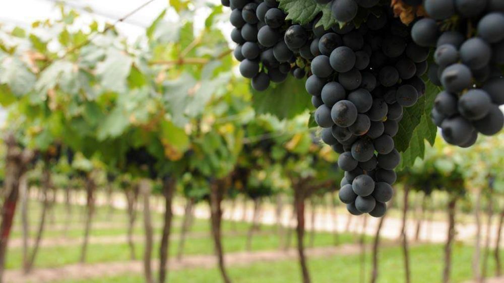 Productores sanjuaninos podr�n exportar uva fresca a China