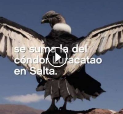 Macri se hizo eco de la liberaci�n del c�ndor Luracatao en Salta