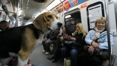El 72% de los porte�os acept� que las mascotas viajen en subte