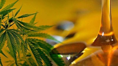 Neuqu�n ya discute si le da el OK al cannabis medicinal