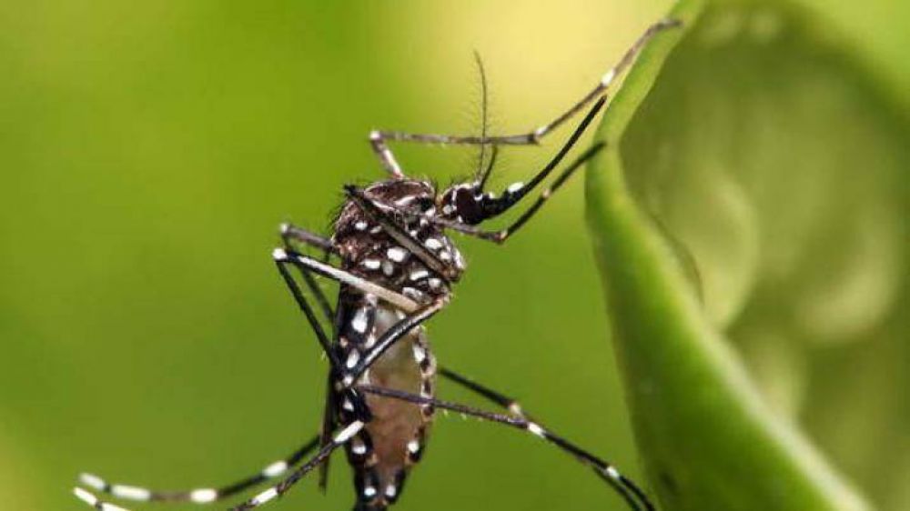 La Unse se suma a la campaa nacional contra los mosquitos del Ministerio de Salud nacional