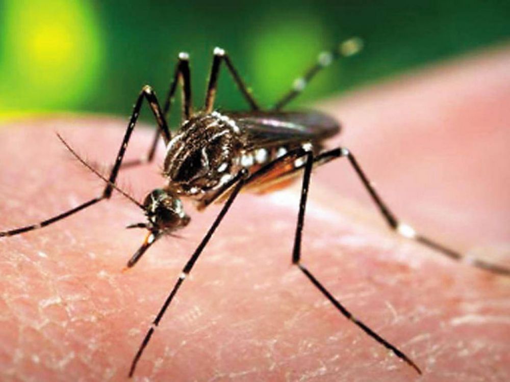 Salud alert sobre la importancia de prevenir los mosquitos