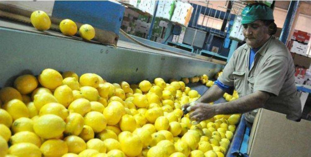 Estados Unidos volver a comprar limones tucumanos