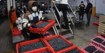 No hay derrame: detectan a 300 trabajadores del ar�ndano sin registrar
